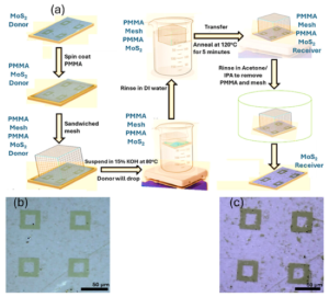 2D_Fig2_Transfer